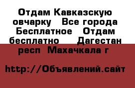 Отдам Кавказскую овчарку - Все города Бесплатное » Отдам бесплатно   . Дагестан респ.,Махачкала г.